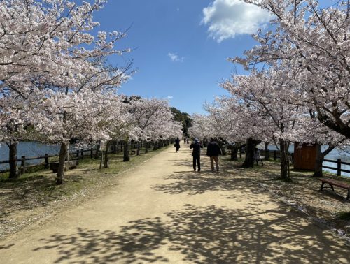 桜 フォトページタグ 香川の景観 ページ 2 ページ 2