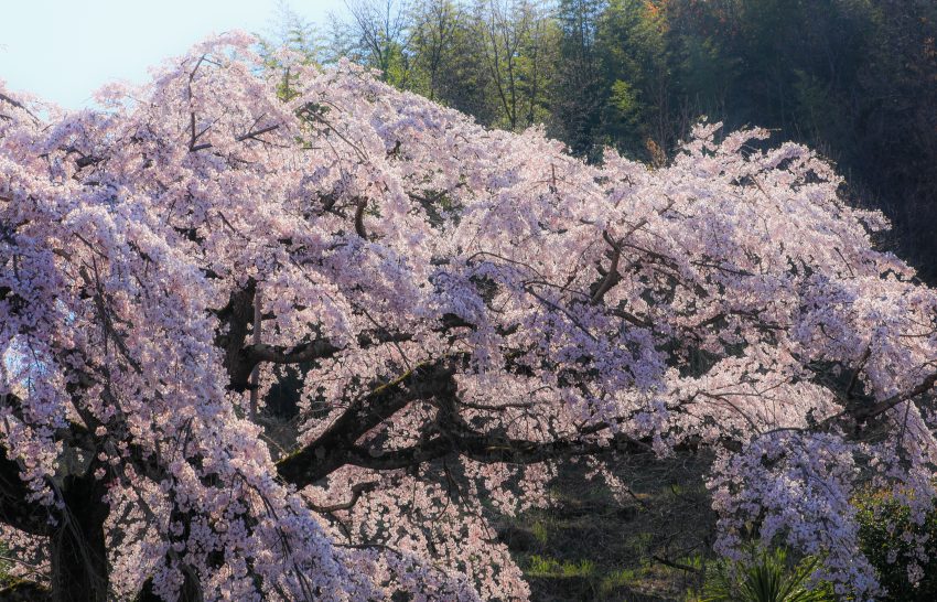 堀池のしだれ桜 香川の景観