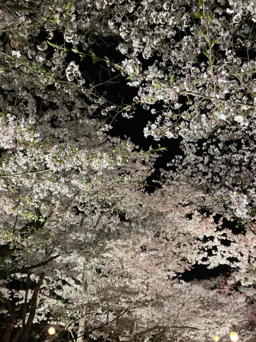 栗林公園の夜桜 香川の景観