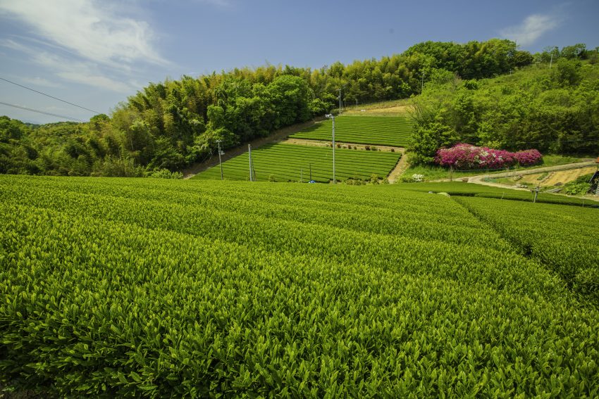 高瀬のお茶畑 香川の景観