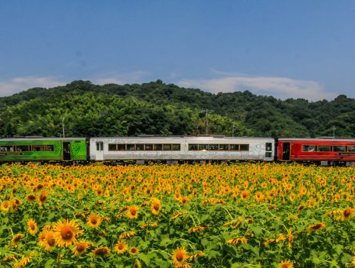 ひまわり畑 フォトページタグ 香川の景観