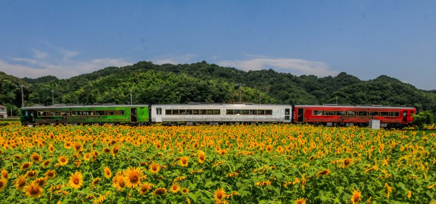 ひまわり畑と四国まんなか千年ものがたり 香川の景観 ひまわり畑と四国まんなか千年ものがたり 香川の景観