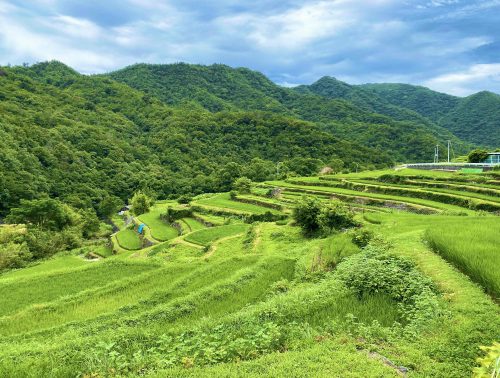 中山千枚田 フォトページタグ 香川の景観