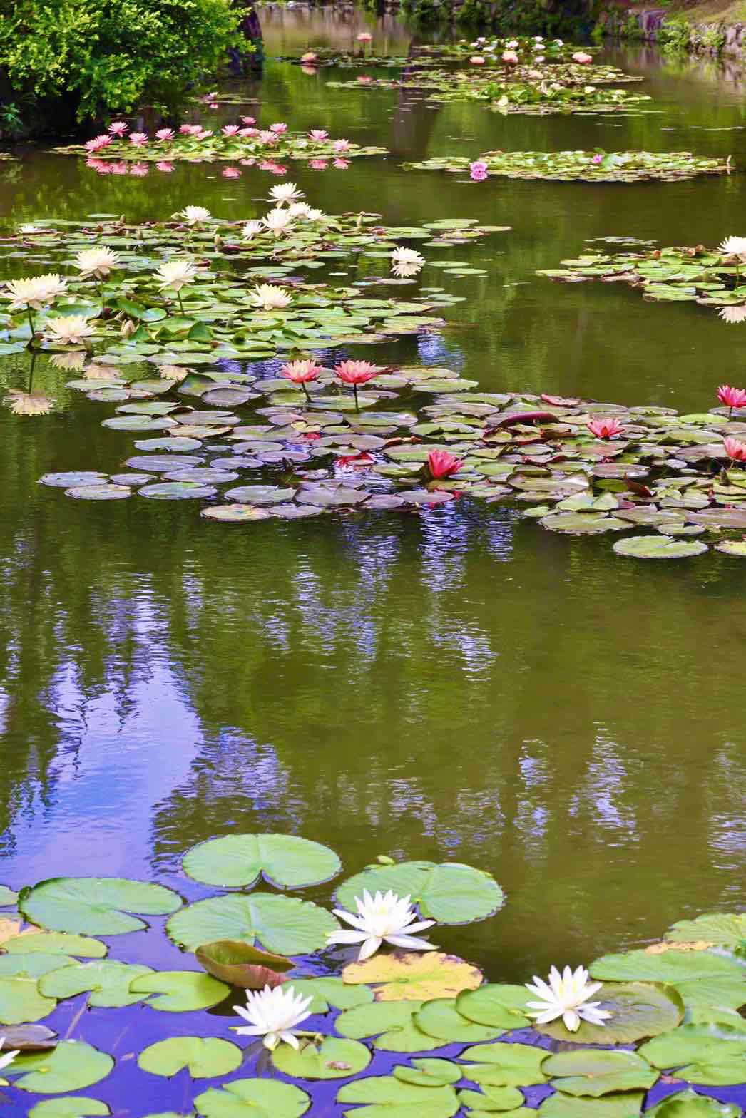 栗林公園の睡蓮 香川の景観